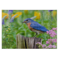 Bluebird-Männchen auf Zaunpfosten im Blumengarten