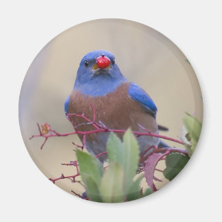 Bluebird mit Berry Magnet
