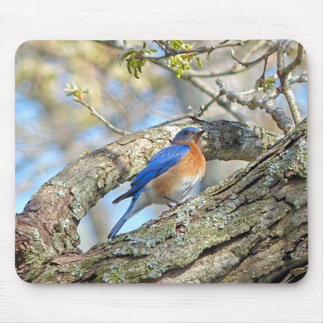 Bluebird Mousepad (Vorne)