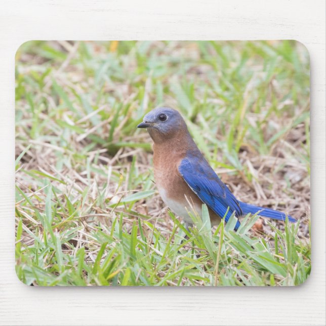 Bluebird Mousepad (Vorne)