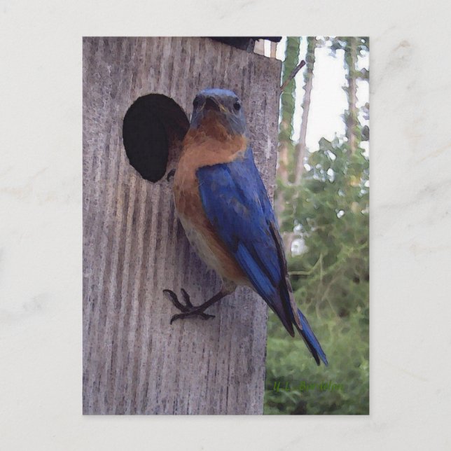 Bluebird Nest Postcard Postkarte (Vorderseite)