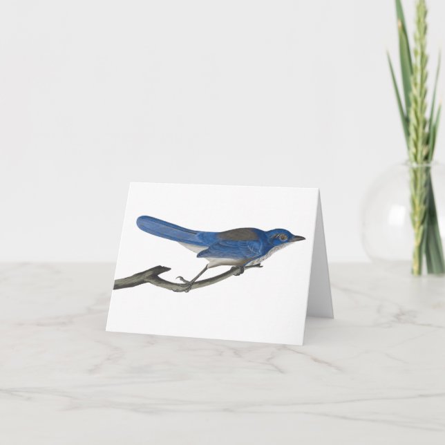 Bluebird Notecard (Vorderseite)