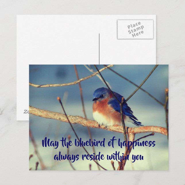 Bluebird of Happiness Nature Postcard Postkarte (Vorne/Hinten)