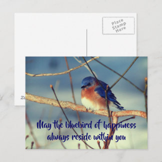 Bluebird of Happiness Nature Postcard Postkarte