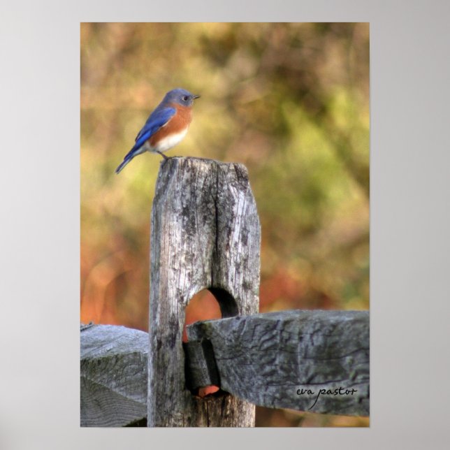 Bluebird of Happiness - Poster (Vorne)