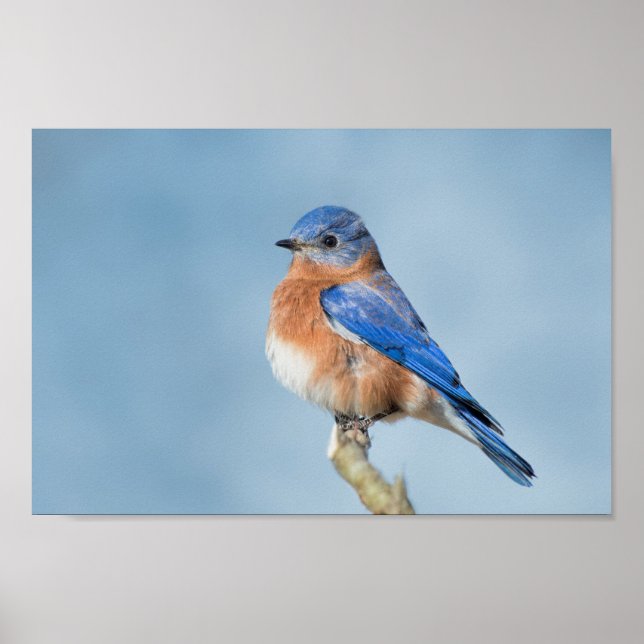 Bluebird of Happiness Poster (Vorne)