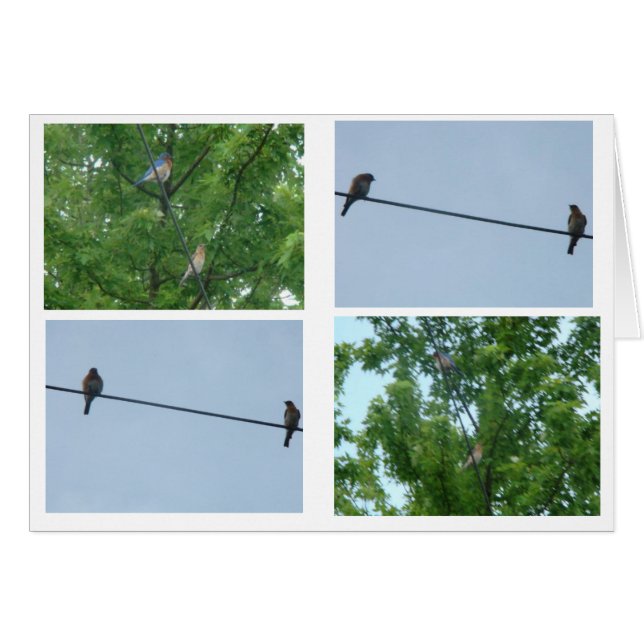 Bluebird Pair, Collage (Vorderseite (Horizontal))