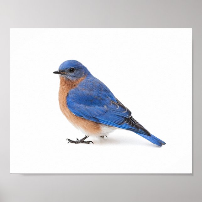 Bluebird Poster (Vorne)