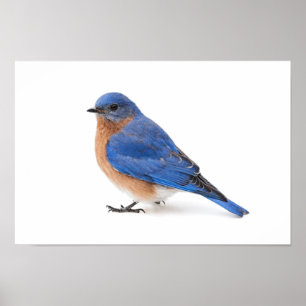 Bluebird Poster