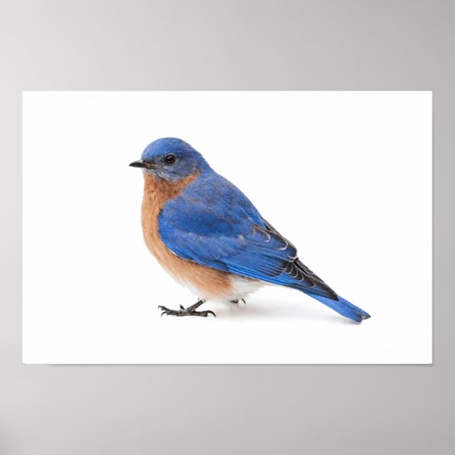 Bluebird Poster (Vorne)