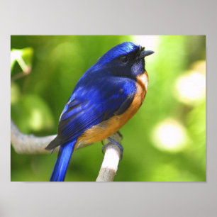 Bluebird Poster