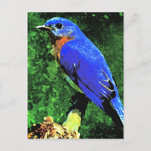 Bluebird Postkarte (Vorderseite)