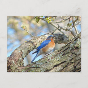 Bluebird Postkarte