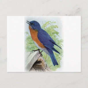 Bluebird Postkarte