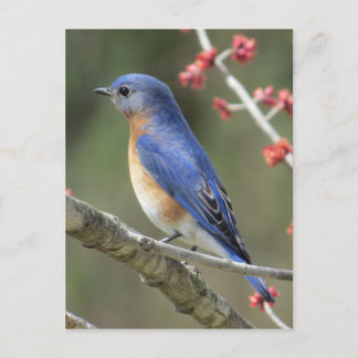 Bluebird Postkarte