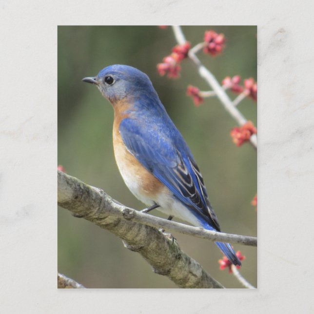 Bluebird Postkarte (Vorderseite)