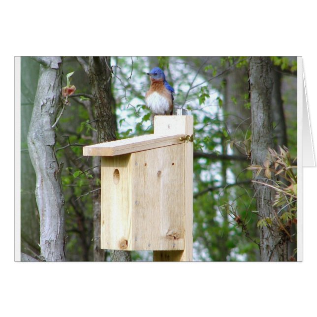 Bluebird Ruffled Feathers (Vorderseite (Horizontal))