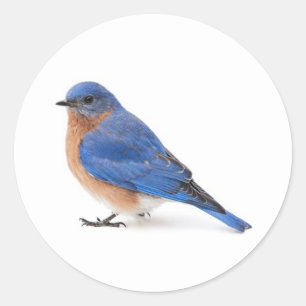 Bluebird Runder Aufkleber