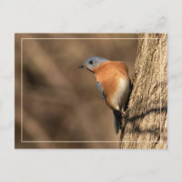Bluebird, Seitenblicke