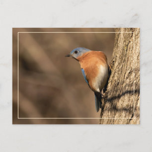 Bluebird, Seitenblicke Postkarte