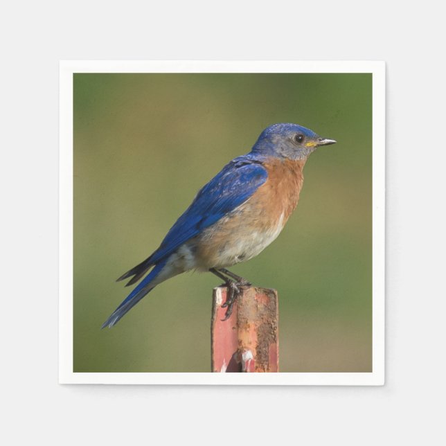 Bluebird Serviette (Vorderseite)