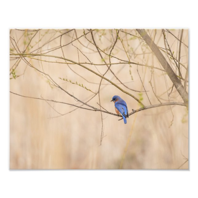 Bluebird Spring Fotodruck (Vorne)