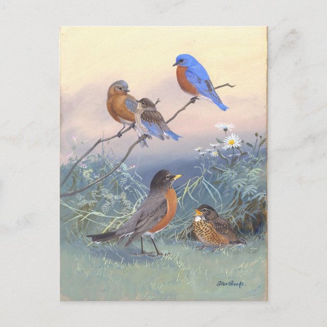 Bluebird und Robin Vintag Postkarte (Vorderseite)