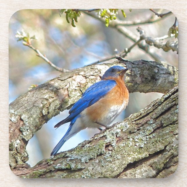 Bluebird Untersetzer (Vorderseite)