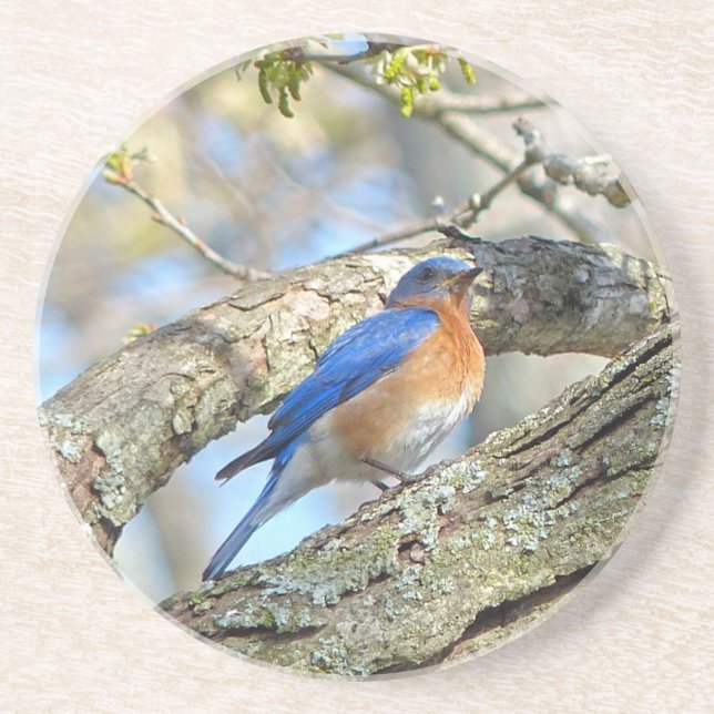 Bluebird Untersetzer (Vorne)