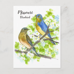 Bluebirds Hawthorn Tree Missouri Staat Bird Postkarte