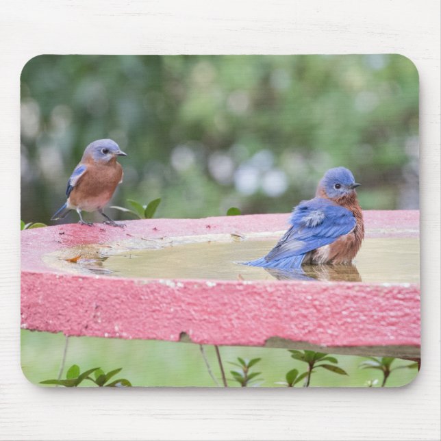 Bluebirds in Vogelbädern Mousepad (Vorne)