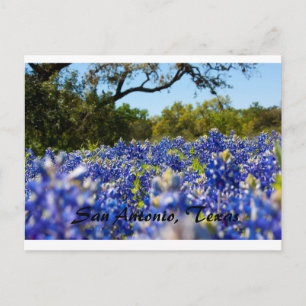 Bluebonets Postkarte