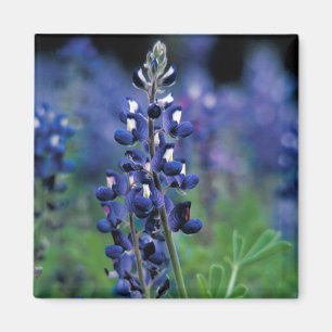 Bluebonnet Blume Texas Floral Blue Magnet
