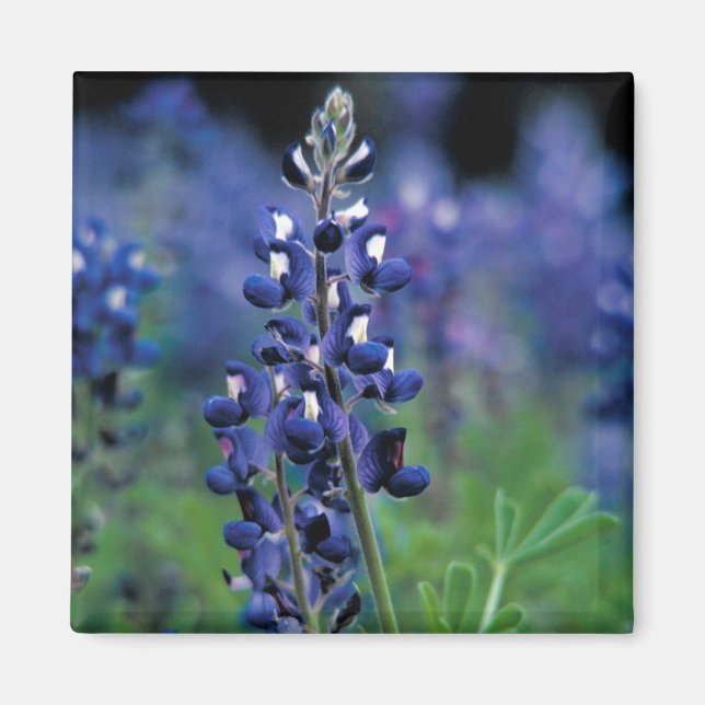 Bluebonnet Blume Texas Floral Blue Magnet (Vorne)