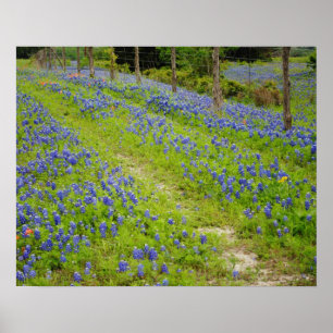 Bluebonnet Country Road Poster