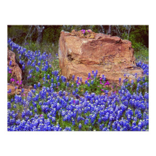 Bluebonnet-Felsen #2 Fotodruck