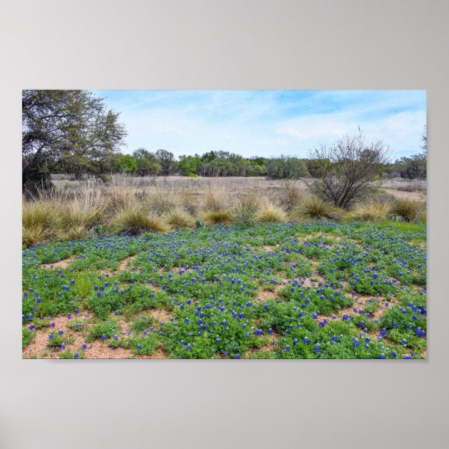 "Bluebonnet Field, Austin, Texas Poster (Vorne)