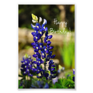 Bluebonnet "Happy Birthday" Foto drucken