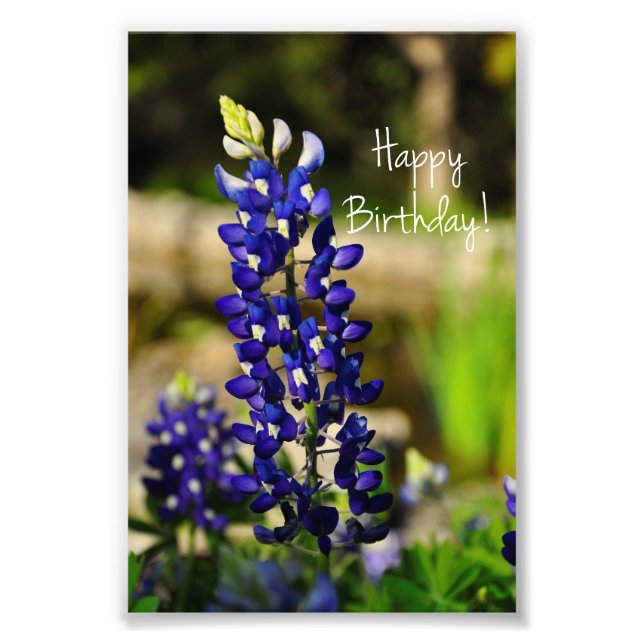 Bluebonnet "Happy Birthday" Foto drucken (Vorne)
