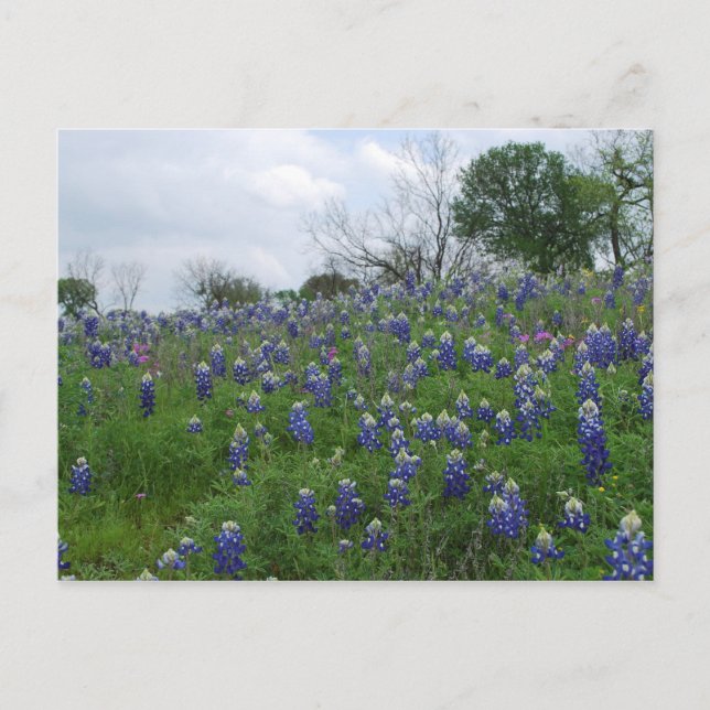 Bluebonnet Hill Postkarte (Vorderseite)