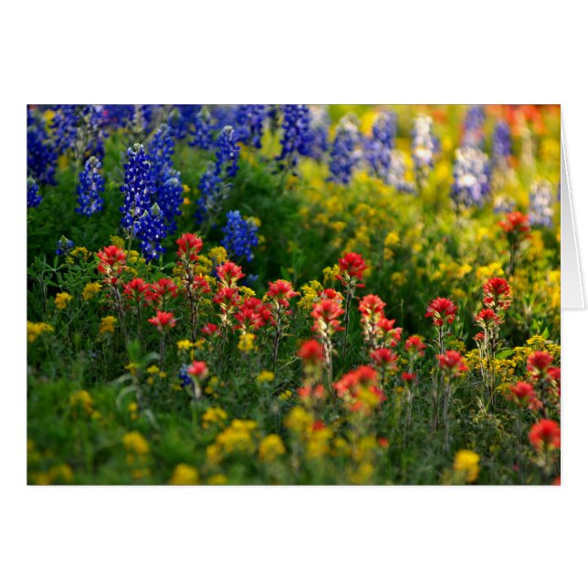 Bluebonnet-Landschaften (Vorderseite (Horizontal))