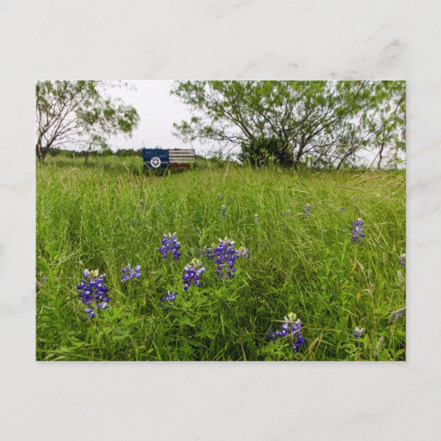 Bluebonnet Park, Ennis, Texas Postkarte (Vorderseite)
