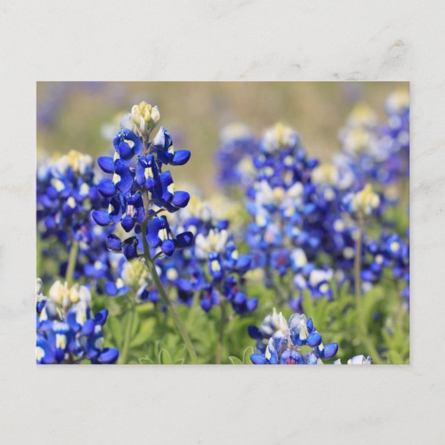 Bluebonnet Postcard Postkarte (Vorderseite)