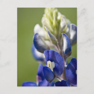 Bluebonnet Postkarte