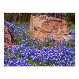 Bluebonnet Rock #2 Fotodruck