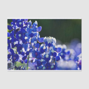 Bluebonnet Seidenpapier