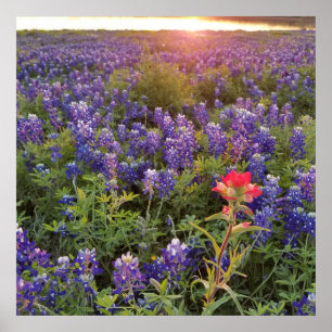 Bluebonnet Sunset Poster