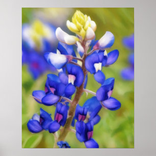 Bluebonnet Texas Blume Nah Up Wildblume Poster