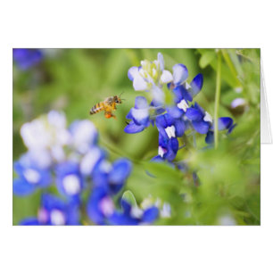 Bluebonnet und Biene