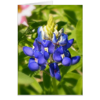 Bluebonnet von Texas w/insert